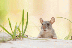 Tackling vermin damage