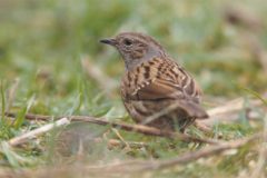 GET SET FOR THE BIG GARDEN BIRDWATCH!